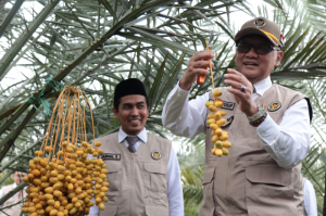 Arahan Prabowo Dijalankan, Kurma Lokal Masuk Ekosistem Haji
